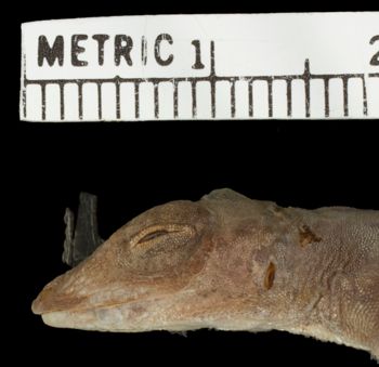 Media type: image; Herpetology R-81138